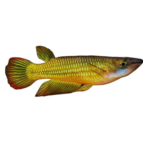 Lineatus Gold