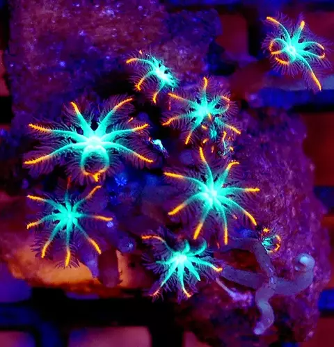 Coral Cloves Red Sea