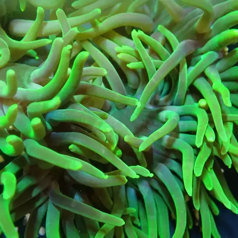 Anemona Long tentacles/ Macrodactyla Doreensis ultra