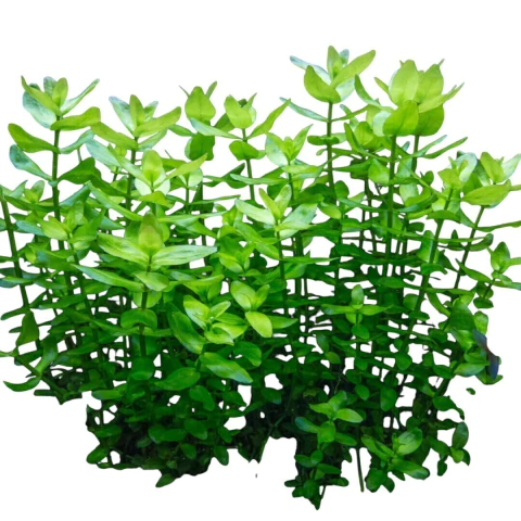 Planta Bacopa (Bacopa Caroliniana)