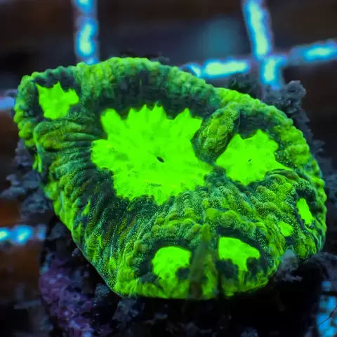 Coral Favia Eletric Green