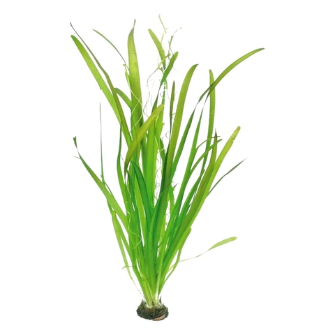 Planta Vallisneria Gigantea