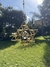 Merkabah Cristico - Negro / Oro en internet