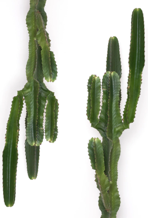 Carrossel 1