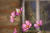 Cosmos Bipinnatus mix en internet