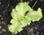 Semillas de lechuga gallega - comprar online