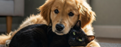 Banner da categoria O Melhor para o Seu Amigo Fiel