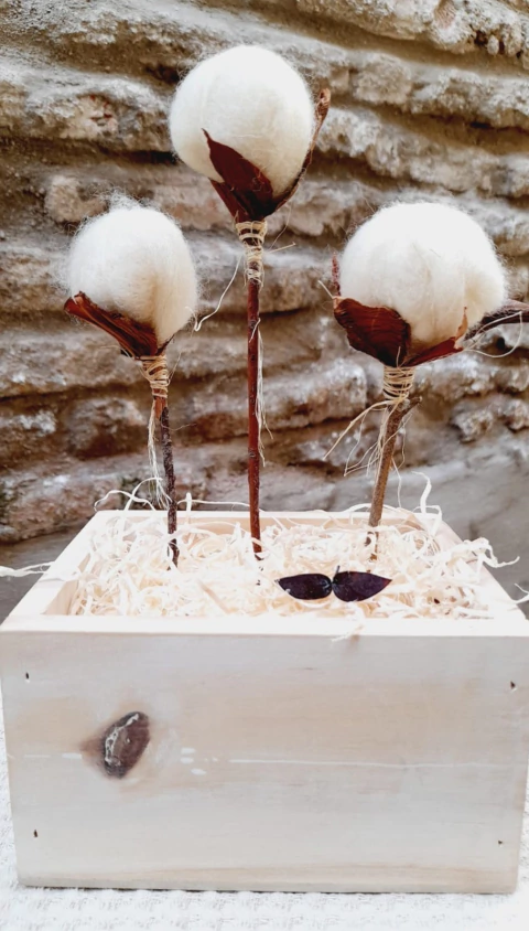 Petits Cottons