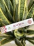 Imalaya Incense - Serema