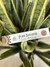 Imagen de Imalaya Incense