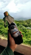 Licor artesanal Levanta deitado