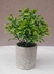 PLANTA DECO HOSTA