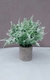 PLANTA DECO LILI