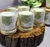 Mini Garden Collection -White Jasmim na internet