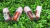 Tinte labial en internet