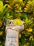 OAKLEY PENNY
