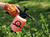 Productos Flower Fly - Flower Fly