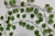 Pack 10 Enrredaderas artificial 2 mts