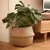 Cesto de Rattan Decorativo