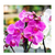 FERTIGARDEN ORQUIDEAS PRONTO-USO 500ML - comprar online