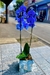Orquídea Azul