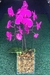 Orquídea na internet