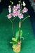 Orquídea - comprar online