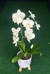 Orquídea