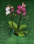 Mini Orquídea na internet