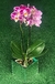 Mini Orquídea - comprar online