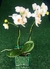Mini Orquídea