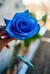 Imagem do Rosas - Unidade