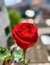 Rosas - Unidade - Recanto das Flores