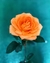 Rosas - Unidade - comprar online