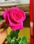 Rosas - Unidade