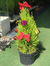 Árvore de Natal e Bico de Papagaio - Recanto das Flores