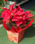 Árvore de Natal e Bico de Papagaio