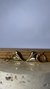 Aros Cupido dorados