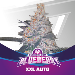 BSF Blue Berry XXL Auto X4