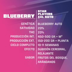 BSF Blue Berry XXL Auto X4 - comprar online