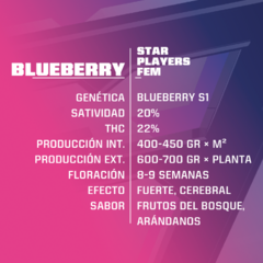 BSF Blueberry feminizada X4 - comprar online