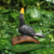 Toucan on Brazil Nut Shell - JG PRESENTES DA AMAZÔNIA