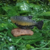 Peixe Tambaqui sobre Ouriço de Castanha - comprar online