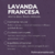 Oleo Essencial de Lavanda Francesa 10ml na internet