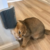 Escova de Parede Massageadora e Removedora de Pelos para Gatos – Bem-Estar Cat - comprar online