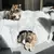 Cama Premium de Pelúcia com Túnel para Gatos - EsconderijoMiau - Maia Pet Shop