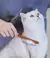 Pente de Aço Inoxidável para Cães e Gatos – PetHair