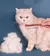 Imagem do Pente de Aço Inoxidável para Cães e Gatos – PetHair