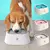 Bebedouro Antiderramamento para Cães e Gatos – CleanDrink - loja online