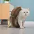 Arranhador Mágico Dobrável e Interativo para Gatos – MiauFlex na internet